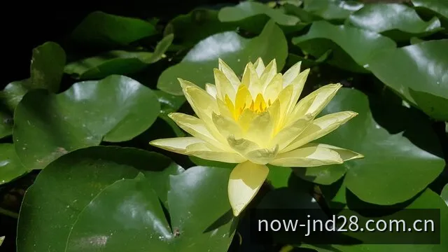 加拿大28结果与历史数据查询界面视觉